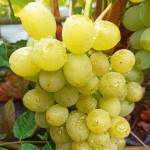 Winorośl 'Sputnik Siewiernokaukaski' (Vitis) sadzonka 3-letnia