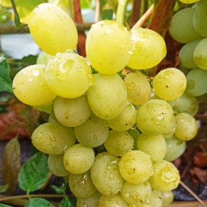 Winorośl 'Sputnik Siewiernokaukaski' (Vitis) sadzonka 3-letnia