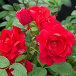 Róża pnąca 'Paul's Scarlet Climber' (Rosa)
