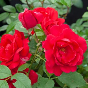 Róża pnąca 'Paul's Scarlet Climber' (Rosa)