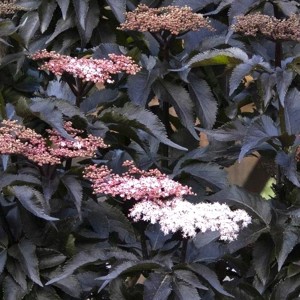 Bez czarny 'Black Borys' (Sambucus)