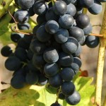 Winorośl 'Venus' (Vitis) sadzonka 3-letnia