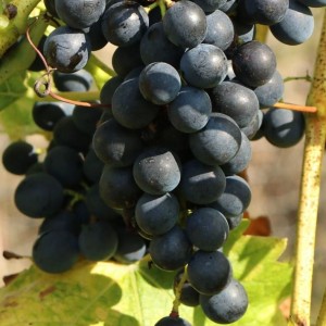 Winorośl 'Venus' (Vitis) sadzonka 3-letnia