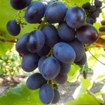 Winorośl 'Bastra' (Vitis) sadzonka 3-letnia