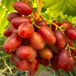 Winorośl 'Polonez-50' (Vitis) sadzonka 3-letnia