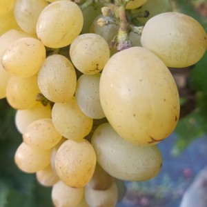 Winorośl 'Podarok Zaporoża' (Vitis) sadzonka 3-letnia