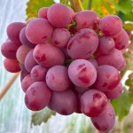 Winorośl 'Andriusza' (Vitis)