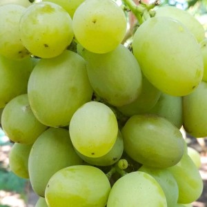 Winorośl 'Marusia' (Vitis) sadzonka 3-letnia