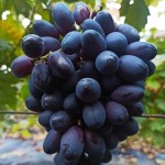 Winorośl 'Etalon' (Vitis) sadzonka 3-letnia