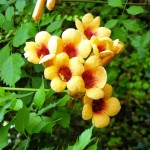 Milin amerykański 'Judy' (Campsis)