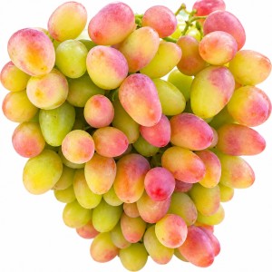 Winorośl 'Arocznyj' (Vitis)