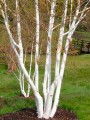 Brzoza pożyteczna Jacquemonta Doorenbos (Betula) wielopienna