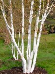 Brzoza pożyteczna Jacquemonta 'Doorenbos' (Betula) wielopienna