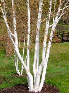 Brzoza pożyteczna Jacquemonta 'Doorenbos' (Betula) wielopienna