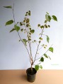 Brzoza pożyteczna Jacquemonta Doorenbos (Betula) wielopienna - przykładowa sadzonka w październiku