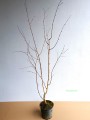 Brzoza pożyteczna Jacquemonta Doorenbos (Betula) wielopienna - przykładowa sadzonka pod koniec października