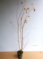 Brzoza pożyteczna Jacquemonta Doorenbos (Betula) wielopienna - przykładowa sadzonka pod koniec października