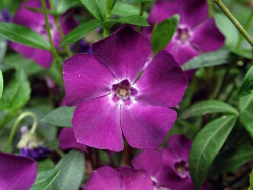 Barwinek zimozielony Atropurpurea