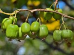 Aktinidia ostrolistna 'Issai' (Actinidia)