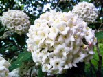 Kalina angielska (Viburnum)