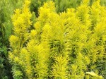 Cis pospolity 'David' (Taxus)