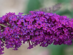Budleja Dawida 'Nanho Purple' (Buddleja)