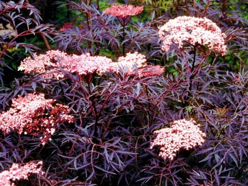 Bez czarny Purpurea Laciniata
