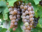 Winorośl 'Traminer' (Vitis)