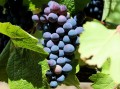 Winorośl Pinot Noir