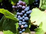 Winorośl 'Pinot Noir' (Vitis)