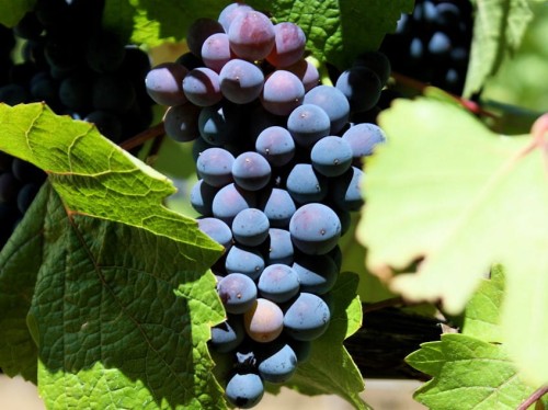 Winorośl Pinot Noir